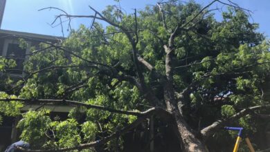 tree services Austin