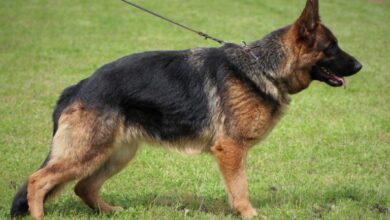 dog training services Sacramento CA