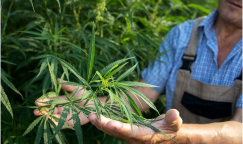 Medical Marijuana Delivery Richmond VA