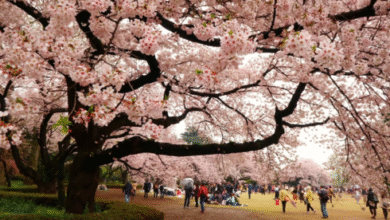 cherry blossom tree