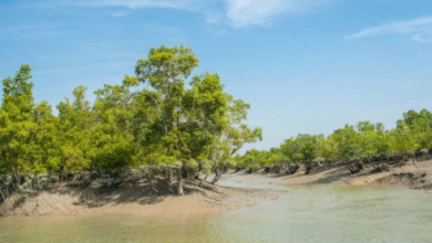 sundarban tour operator