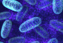mitochondria supplement