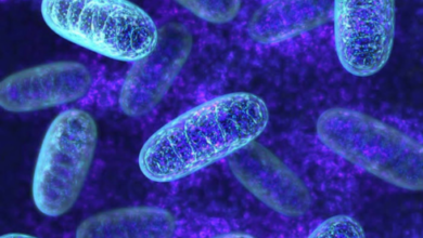 mitochondria supplement