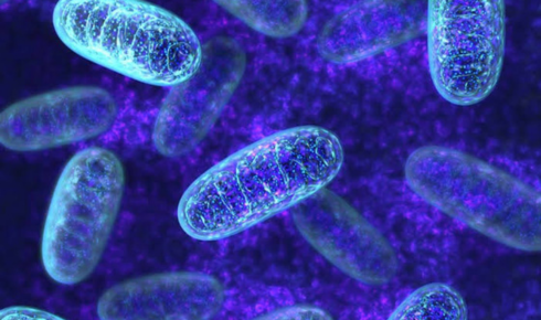 mitochondria supplement