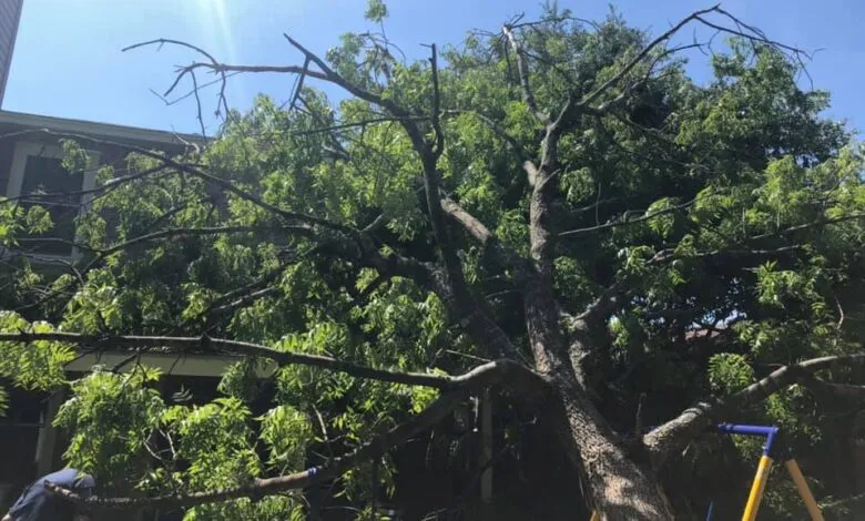 tree services Austin