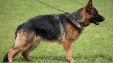 dog training services Sacramento CA