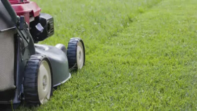 Lawn Mowing Service Fayetteville AR