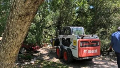 tree cutting company Austin TX