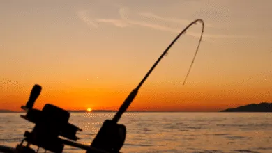 Fishing reports