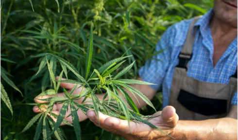 Medical Marijuana Delivery Richmond VA