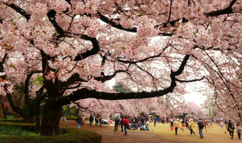 cherry blossom tree