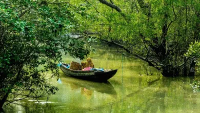 Sundarban tour